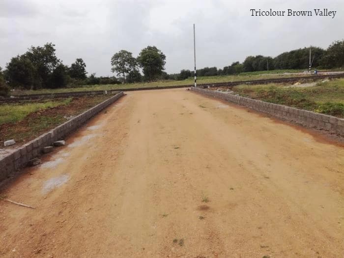 Image of Tricolour Brown Valley